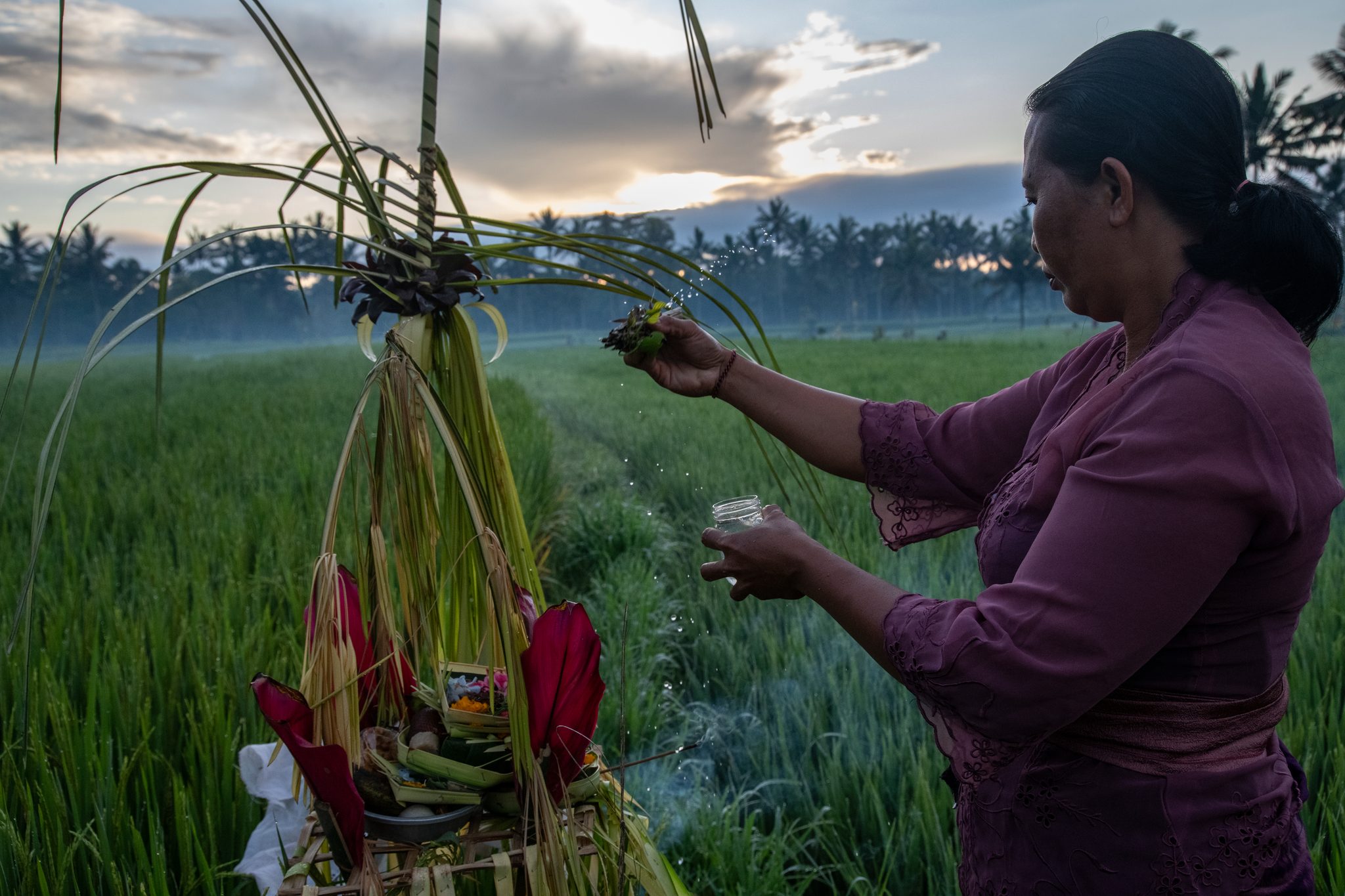 A woman places an offering on a bamboo shrine at the edge of the paddy.