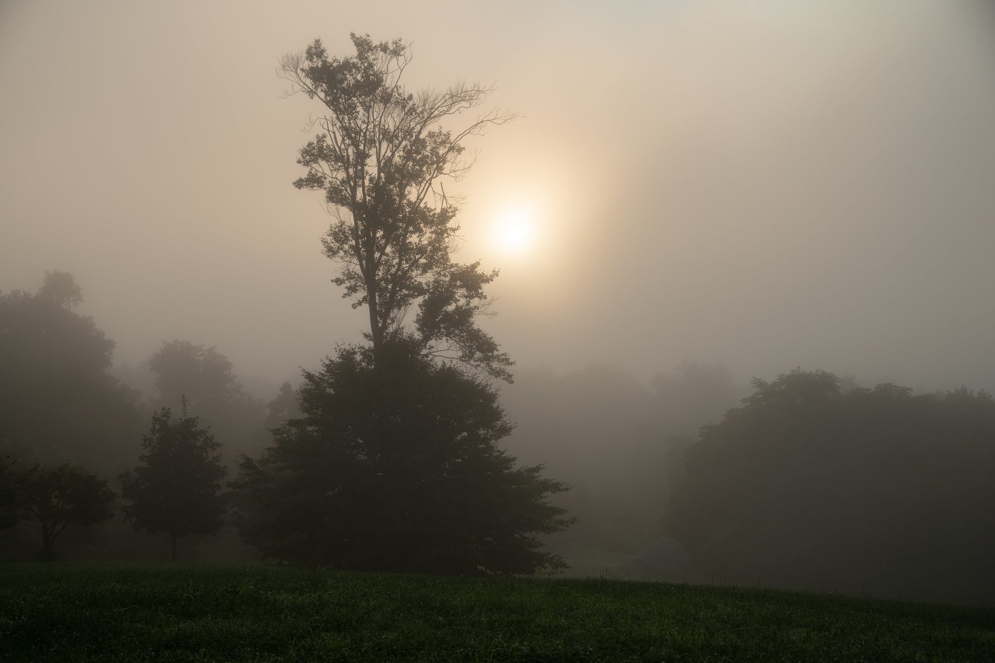 The sun, the fog and one tall tree. There is a sound that only silence makes.
