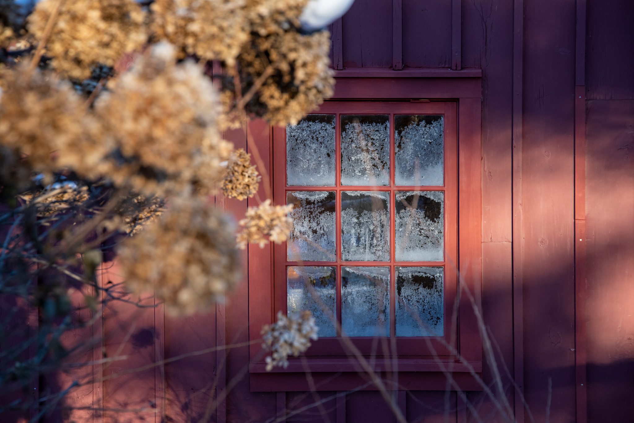Frost ferns on the barn window, dried hydrangea heads in the foreground.