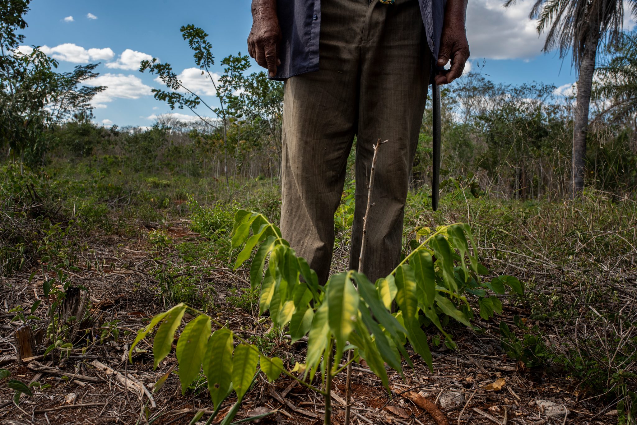 A young tree stands knee high beside a farmer's boots in the milpa.