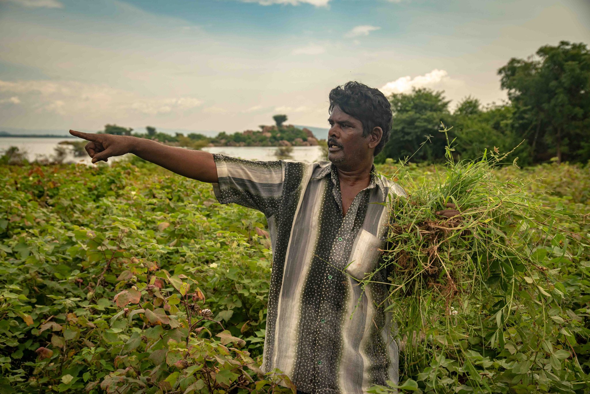 A farmer points out across the field, an armful of grass under his arm.
