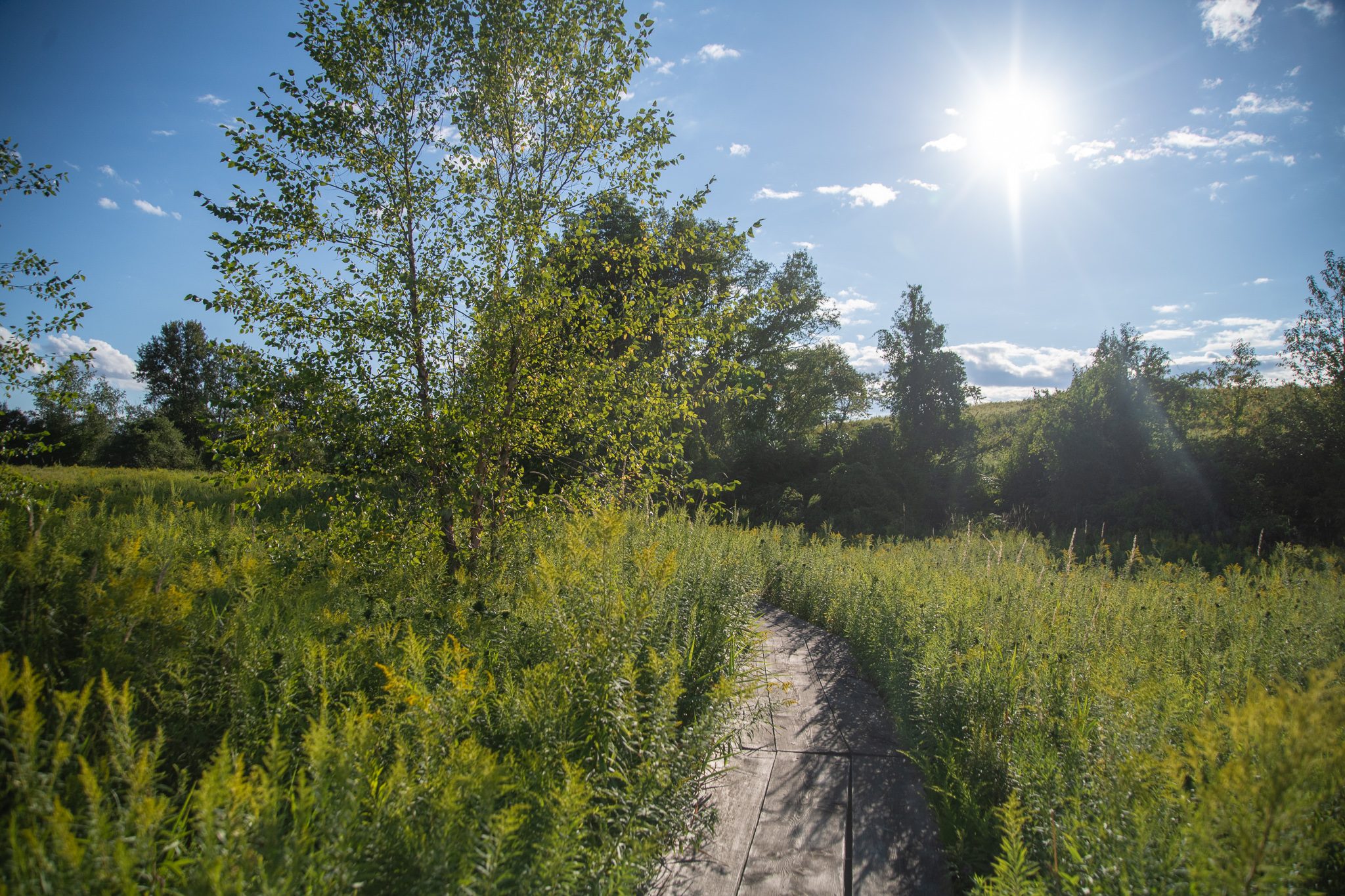 Late August sun flares over a goldenrod meadow where a mown path cuts toward the tree line.