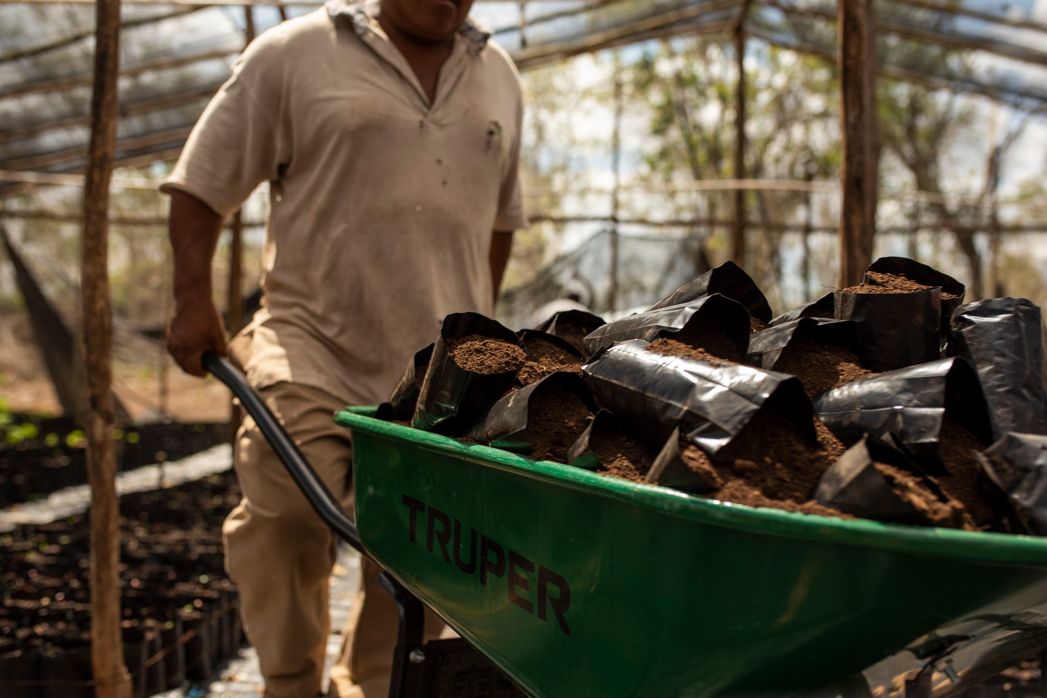 Another load of potted seedlings rolls through in a green wheelbarrow.