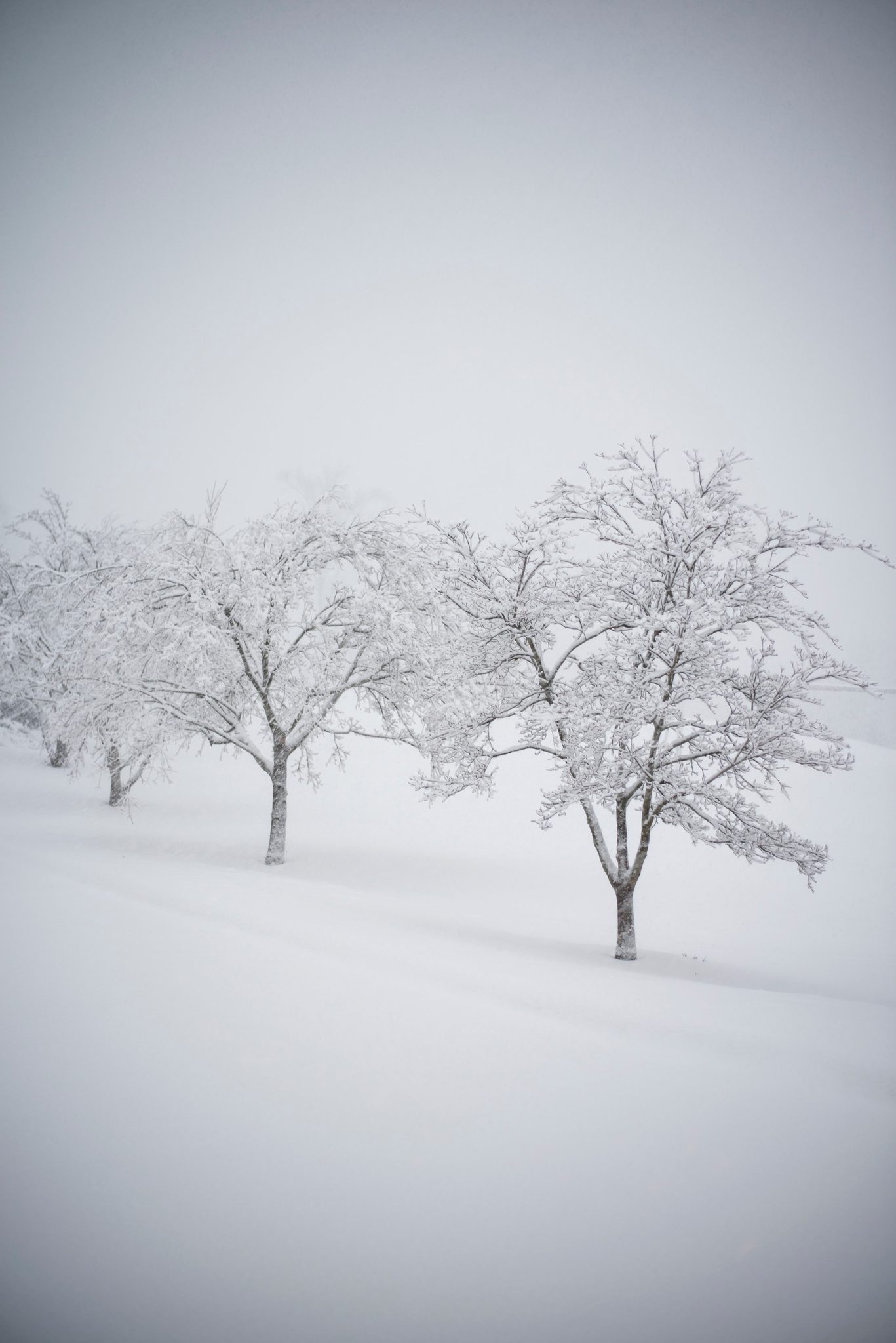 Three trees stand in the snow as the world goes white around them.