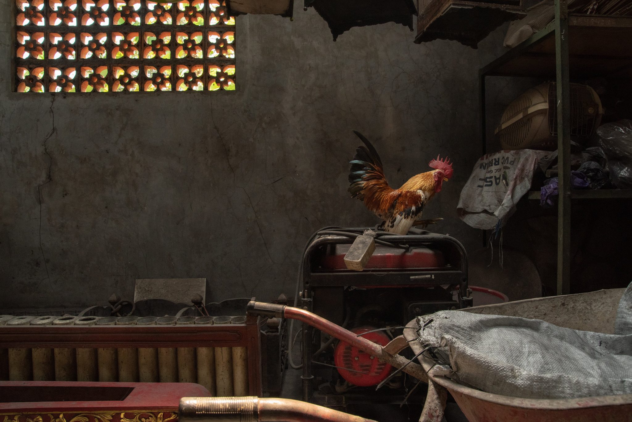 A rooster keeps watch from the top of the generator, unbothered by the din.