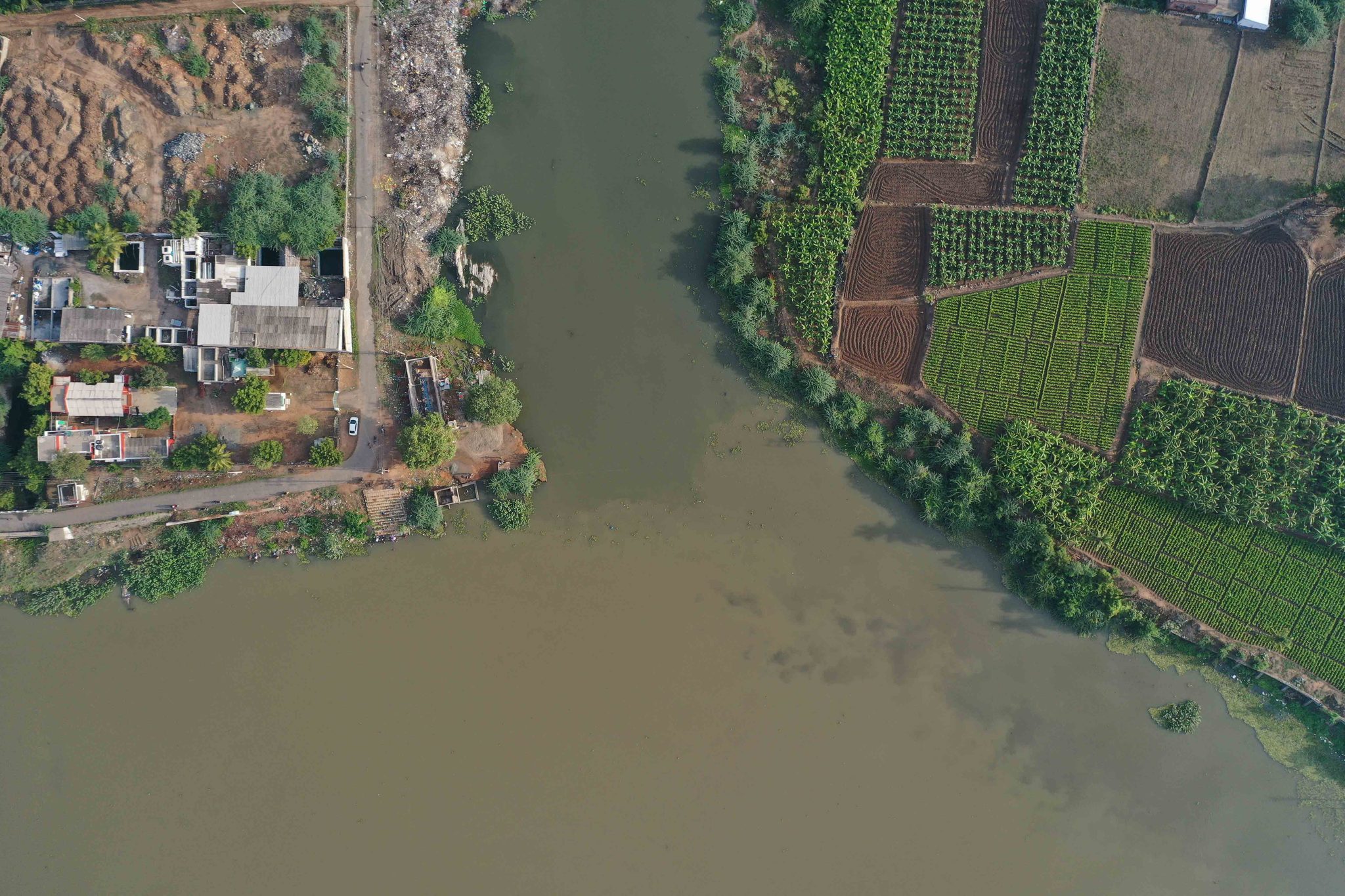 The river splits around a bank of fields and houses.