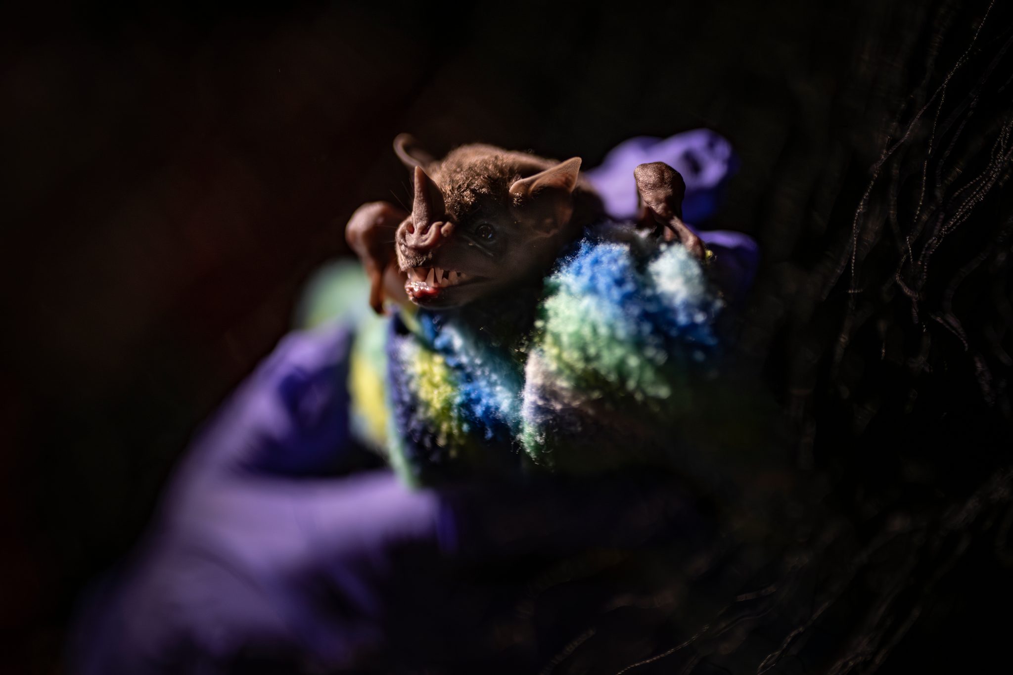 A bat looks out from its cloth, cradled in purple gloves.