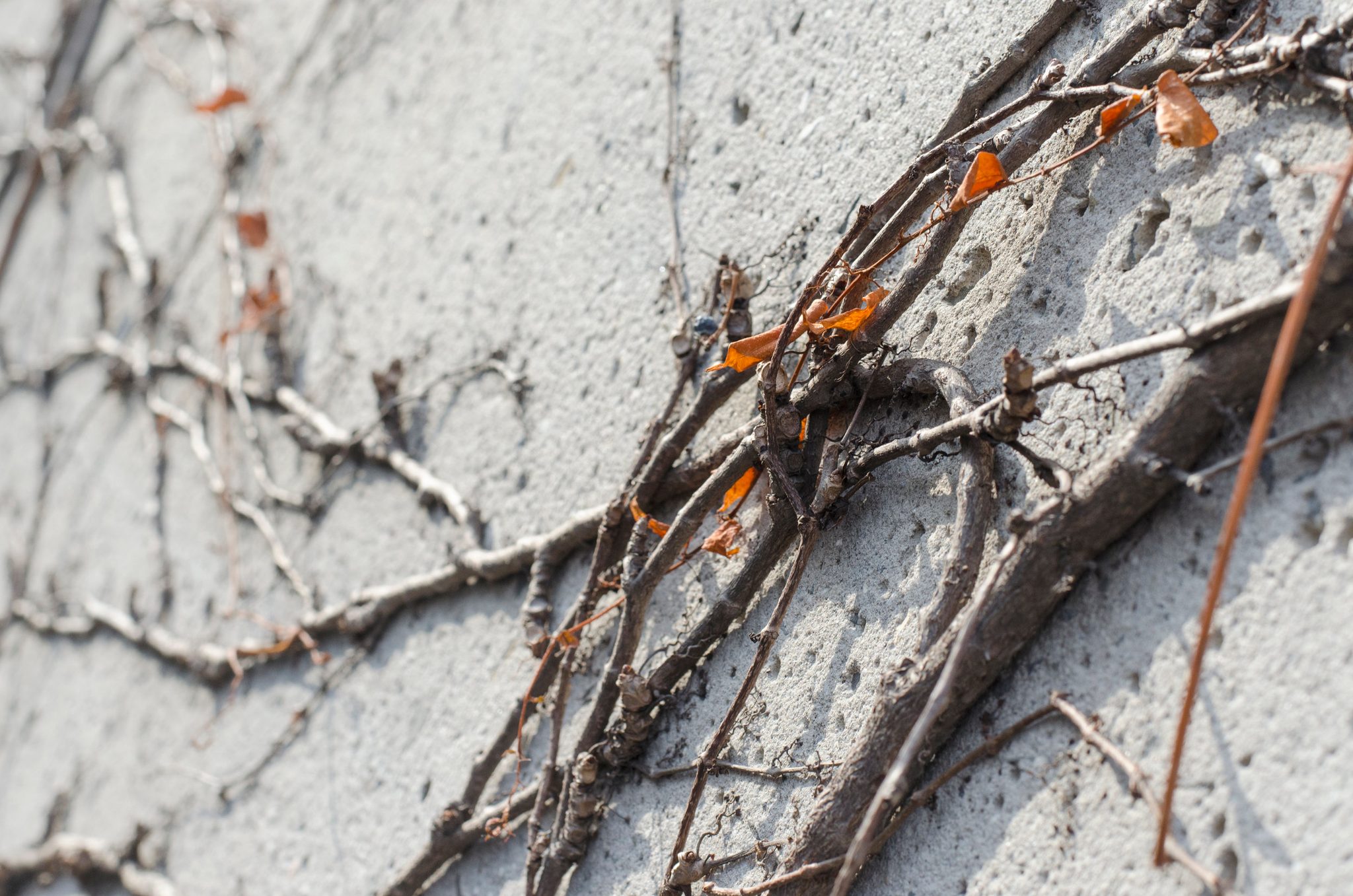 Bare vines and a few orange leaves cling to a pitted wall.