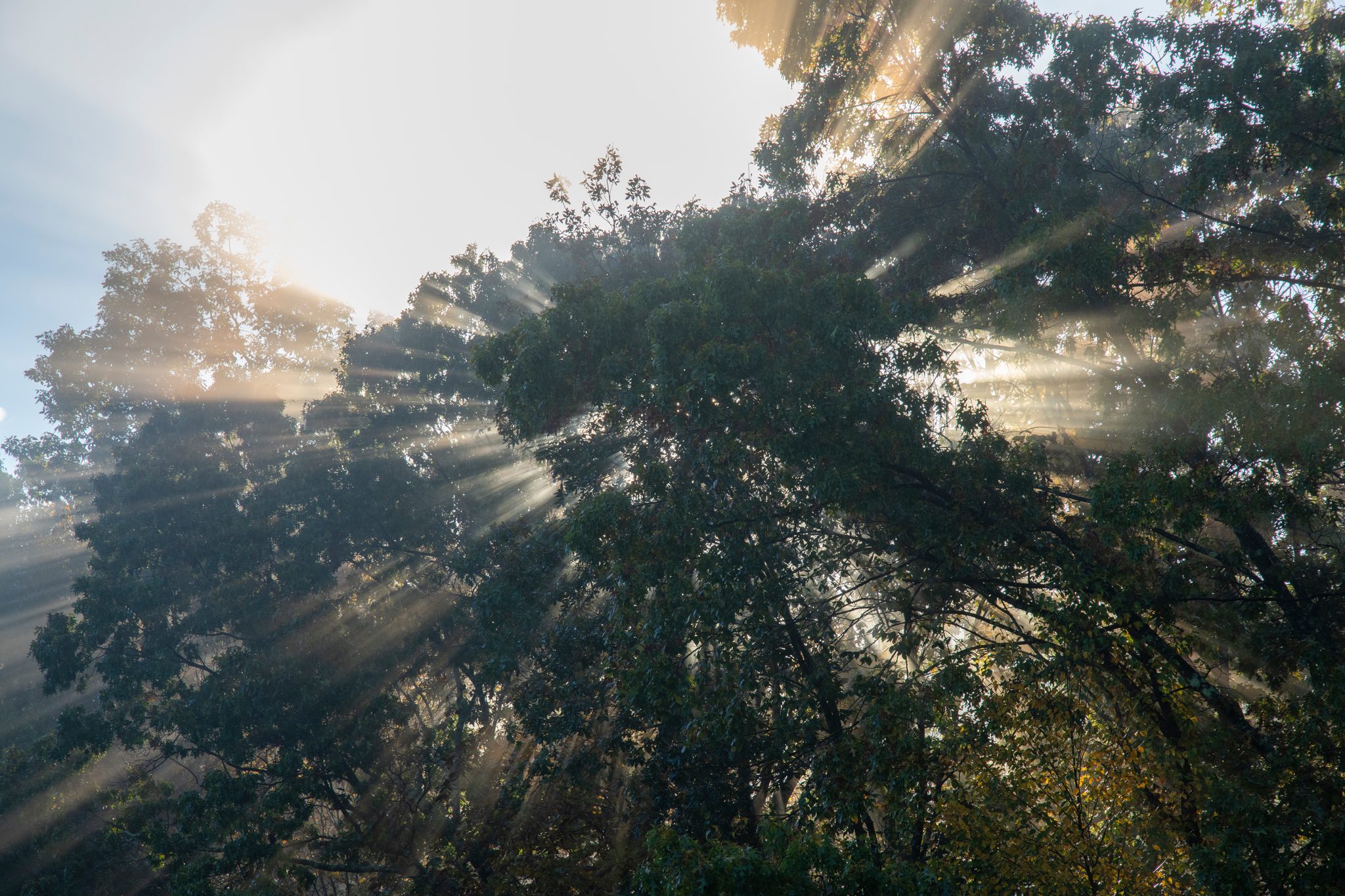 Sunbeams fan out through the canopy.