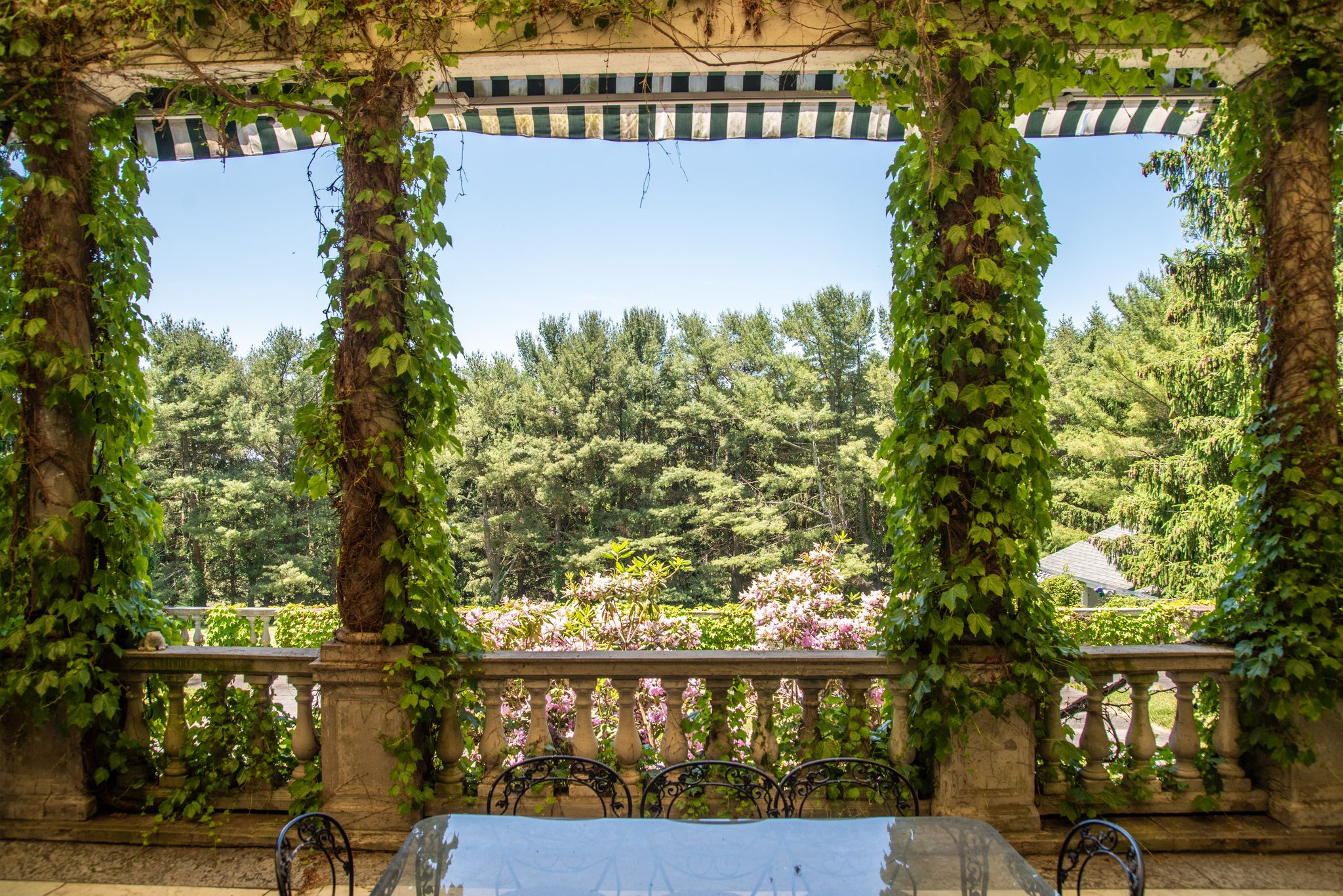 From the bungalow's loggia, ivy-wrapped columns and a stone balustrade frame a wall of pines in June.