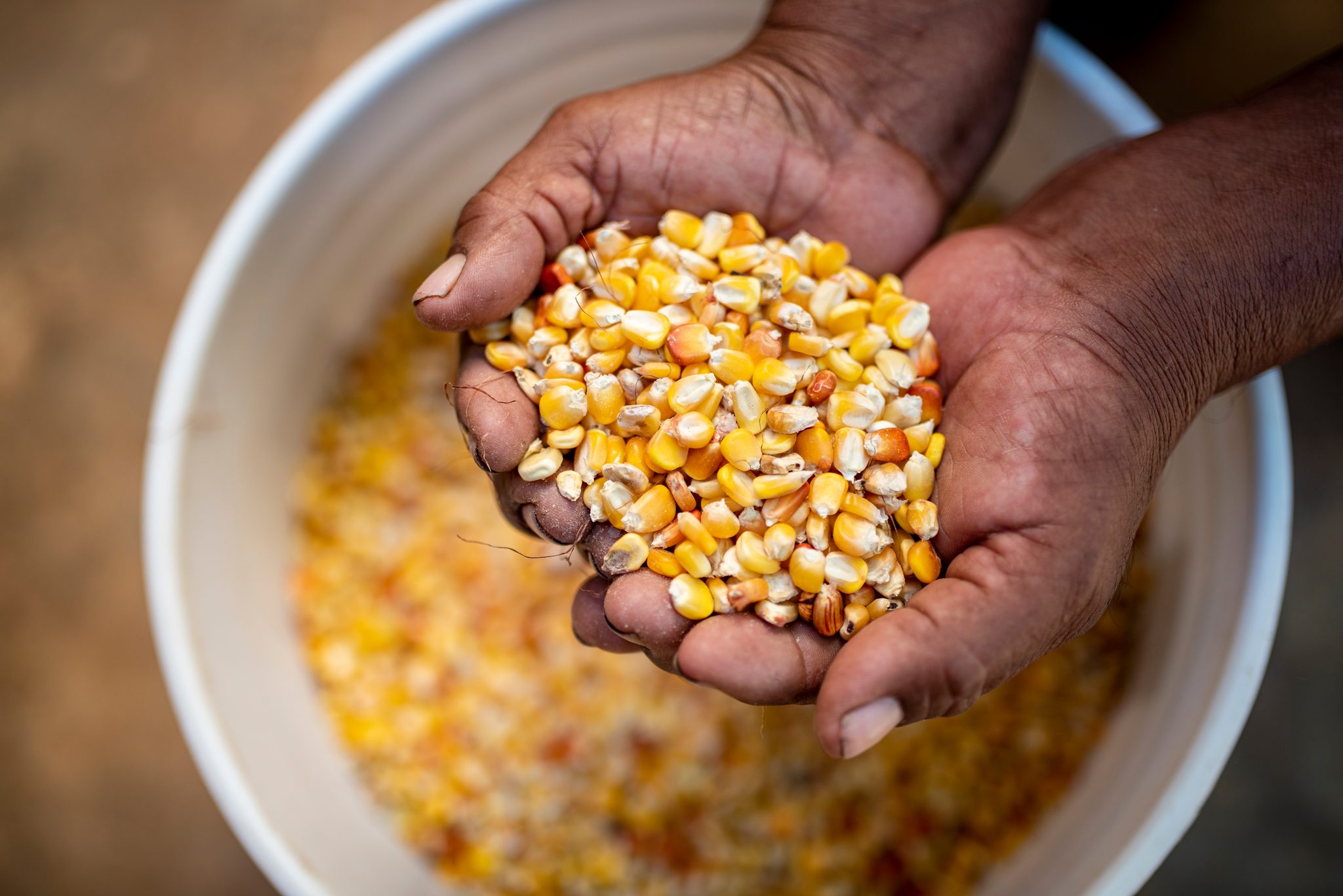 Two hands scoop dried corn kernels from a bucket.