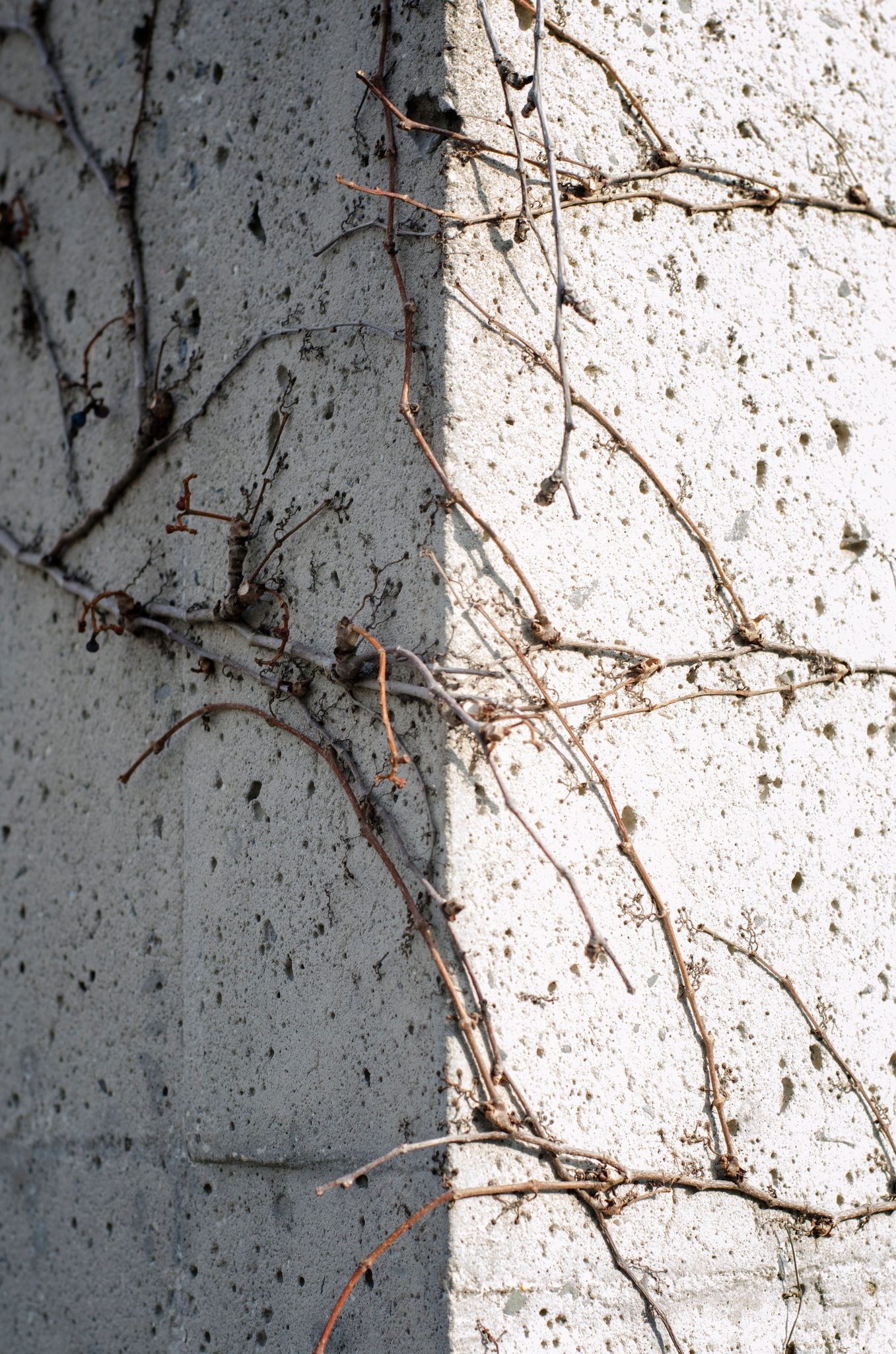Thin vines spread across a sunlit concrete corner.