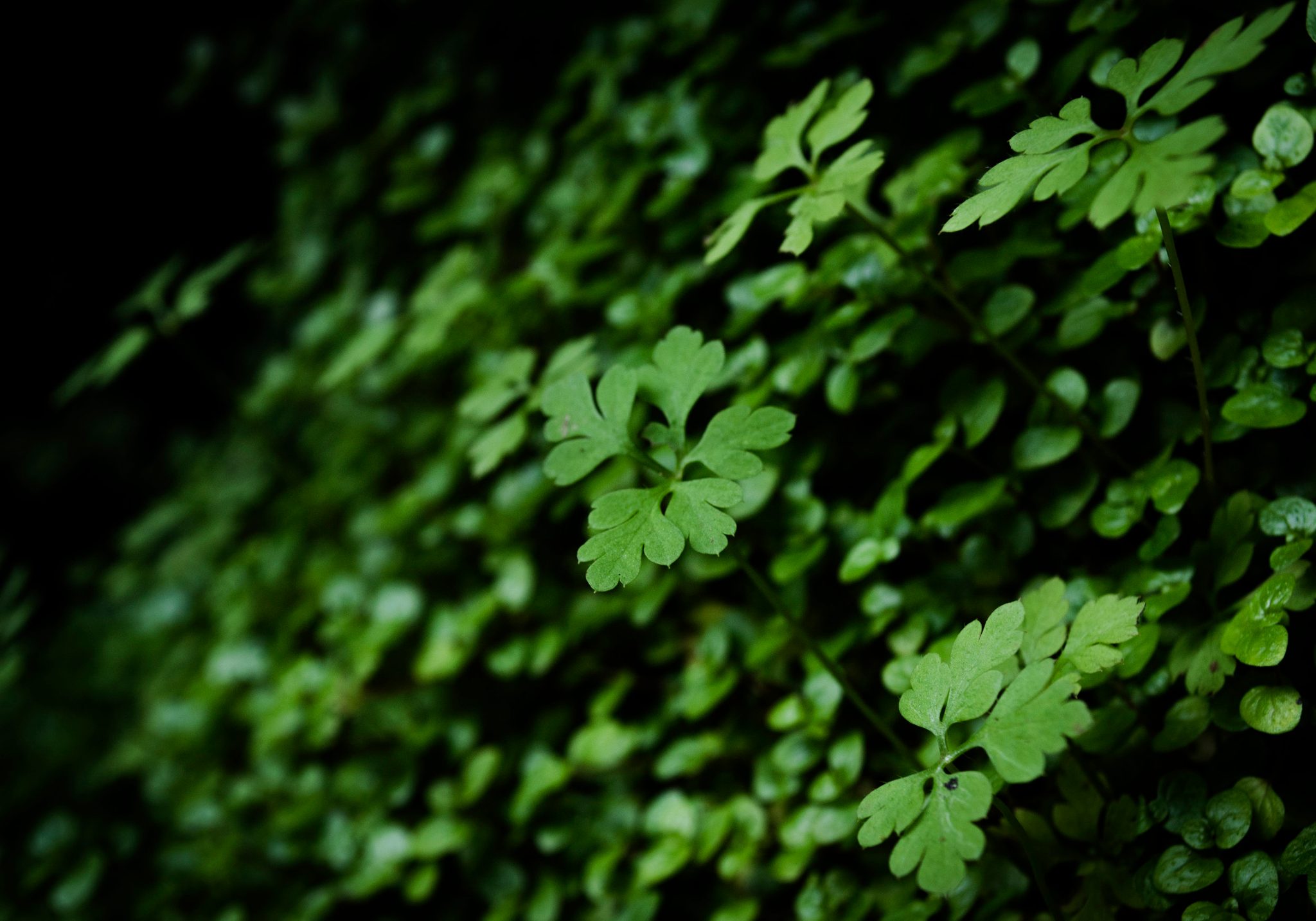 Clover crowds the dark ground in every shade of green.
