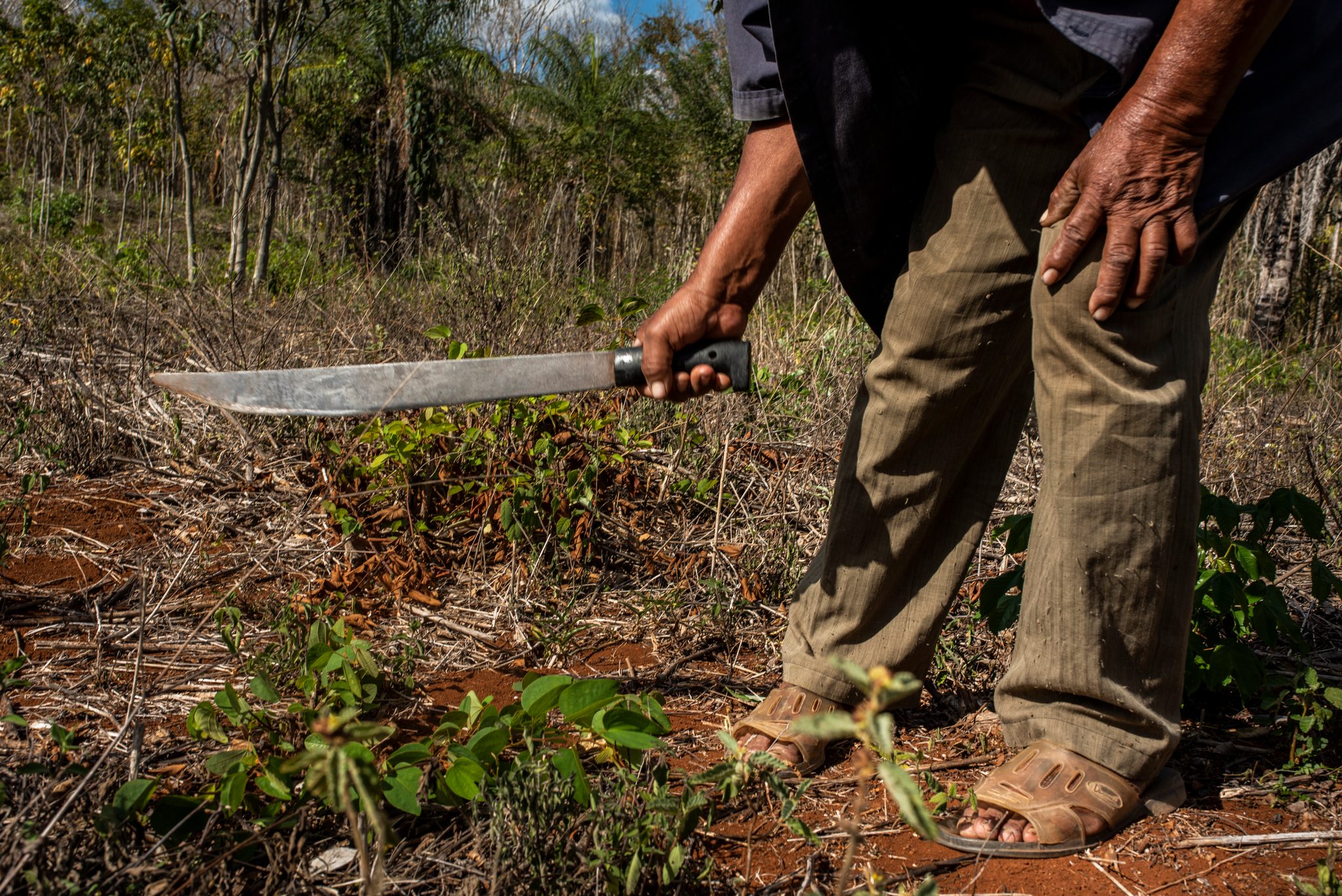 Machete in hand, he clears the ground around the young trees.