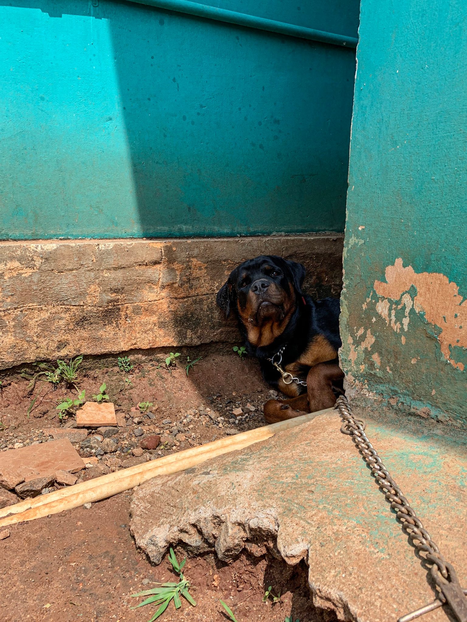 A chained dog peers out from a corner of a turquoise wall.