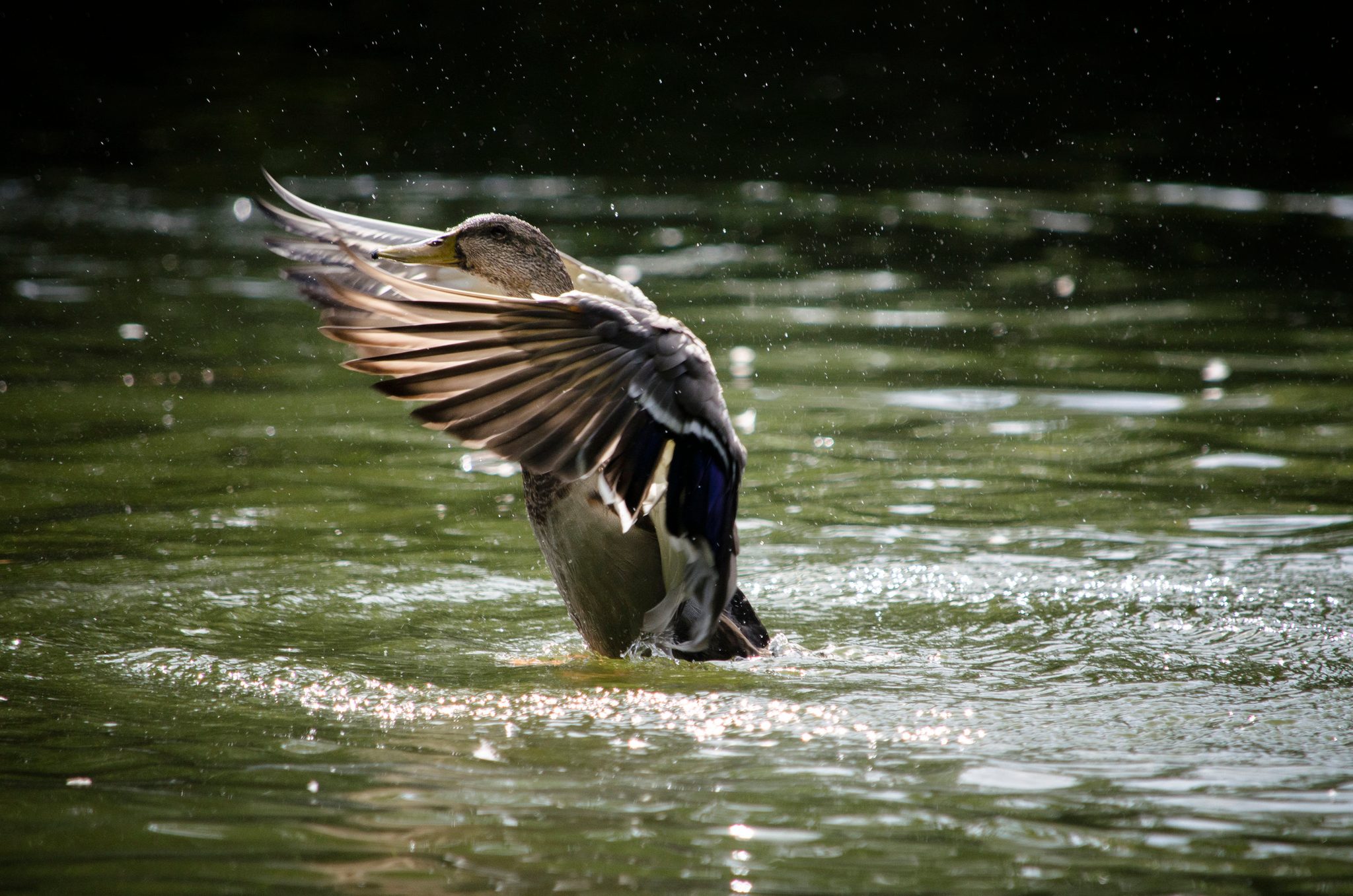 A duck rears up out of the pond in a spray of water, wings flung wide.