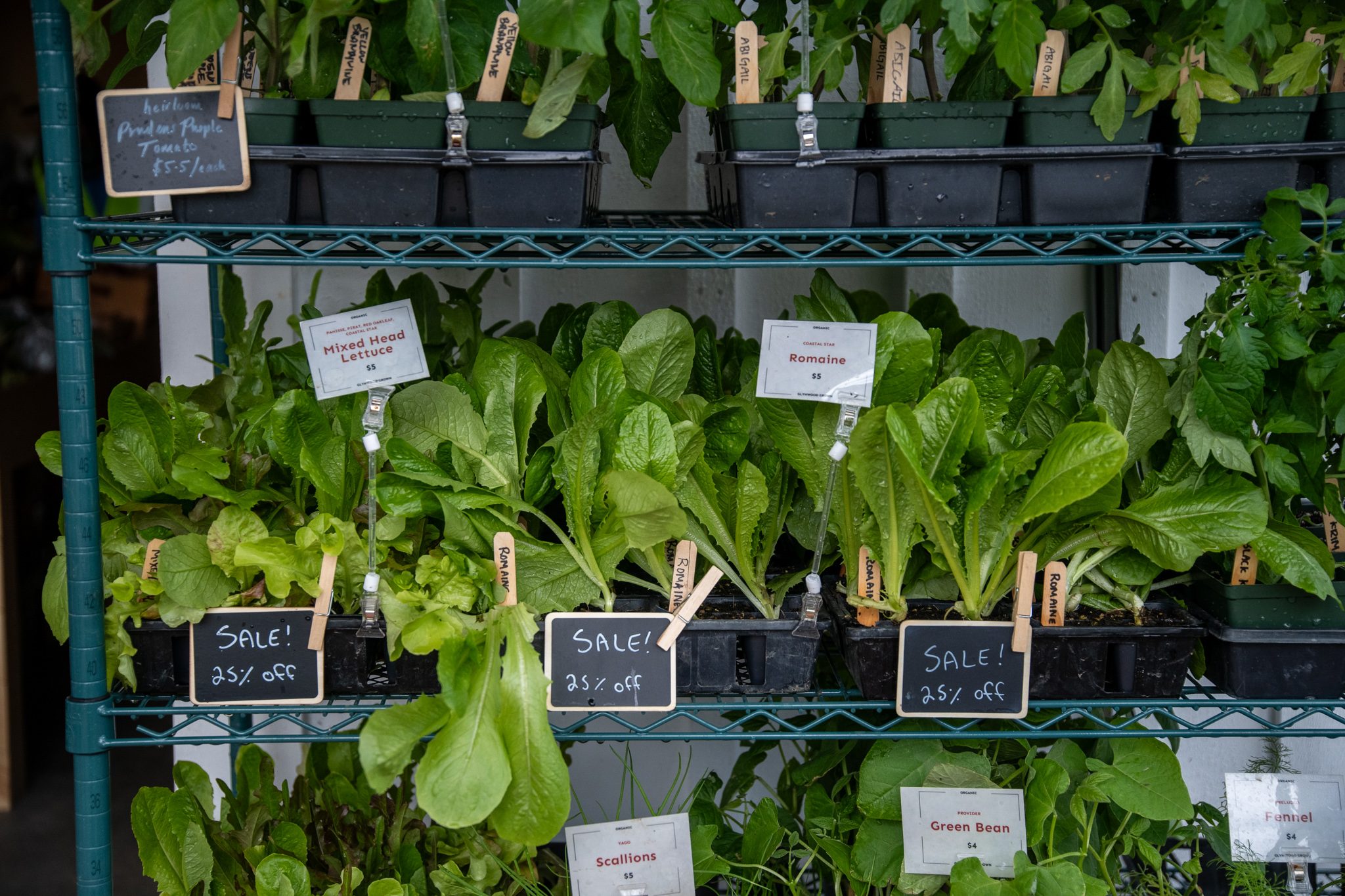 Racks of lettuce starts wait at the farm store, the Sale signs hand-lettered.