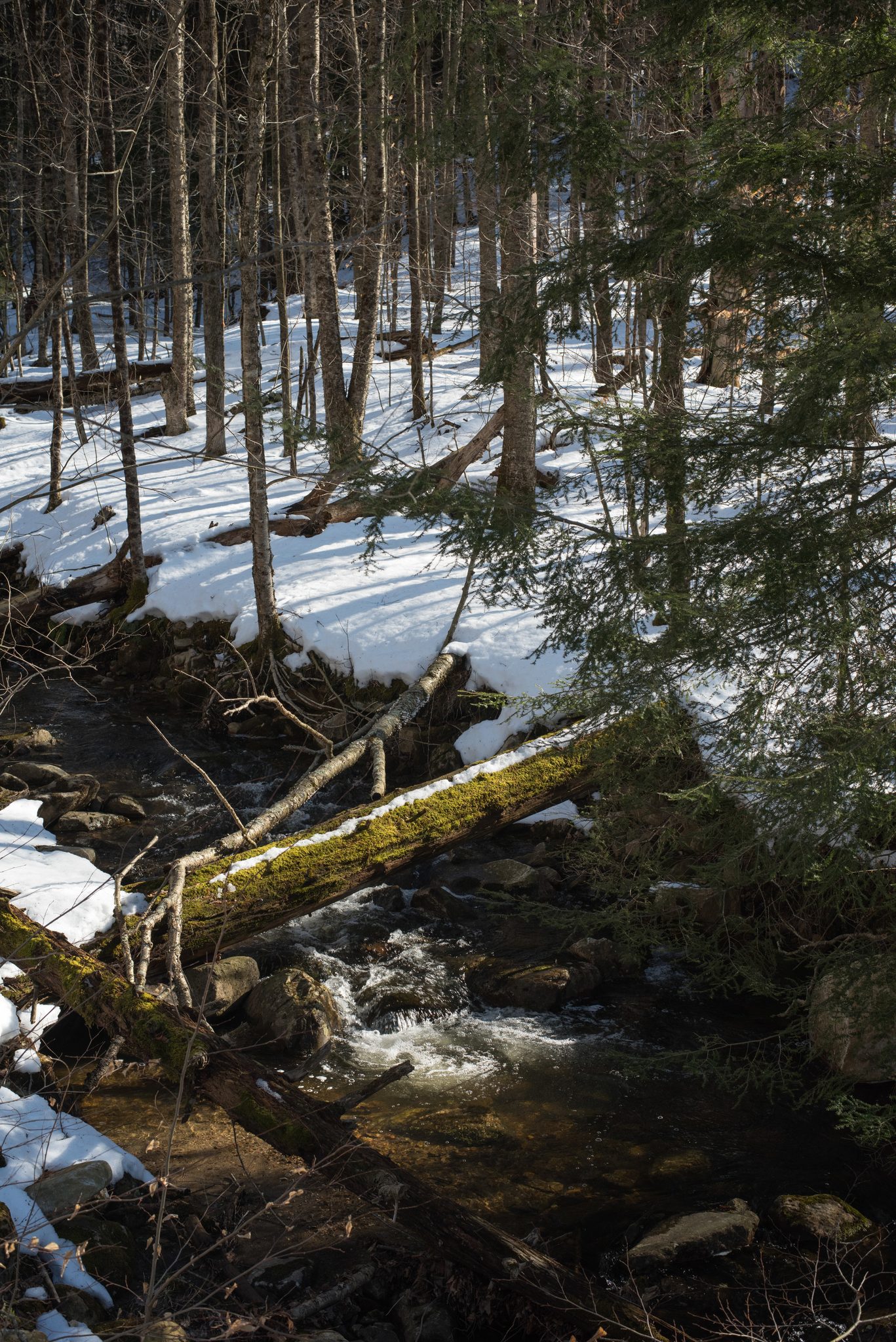 A stream runs dark through the snowy woods, a fallen log bridging the bank.