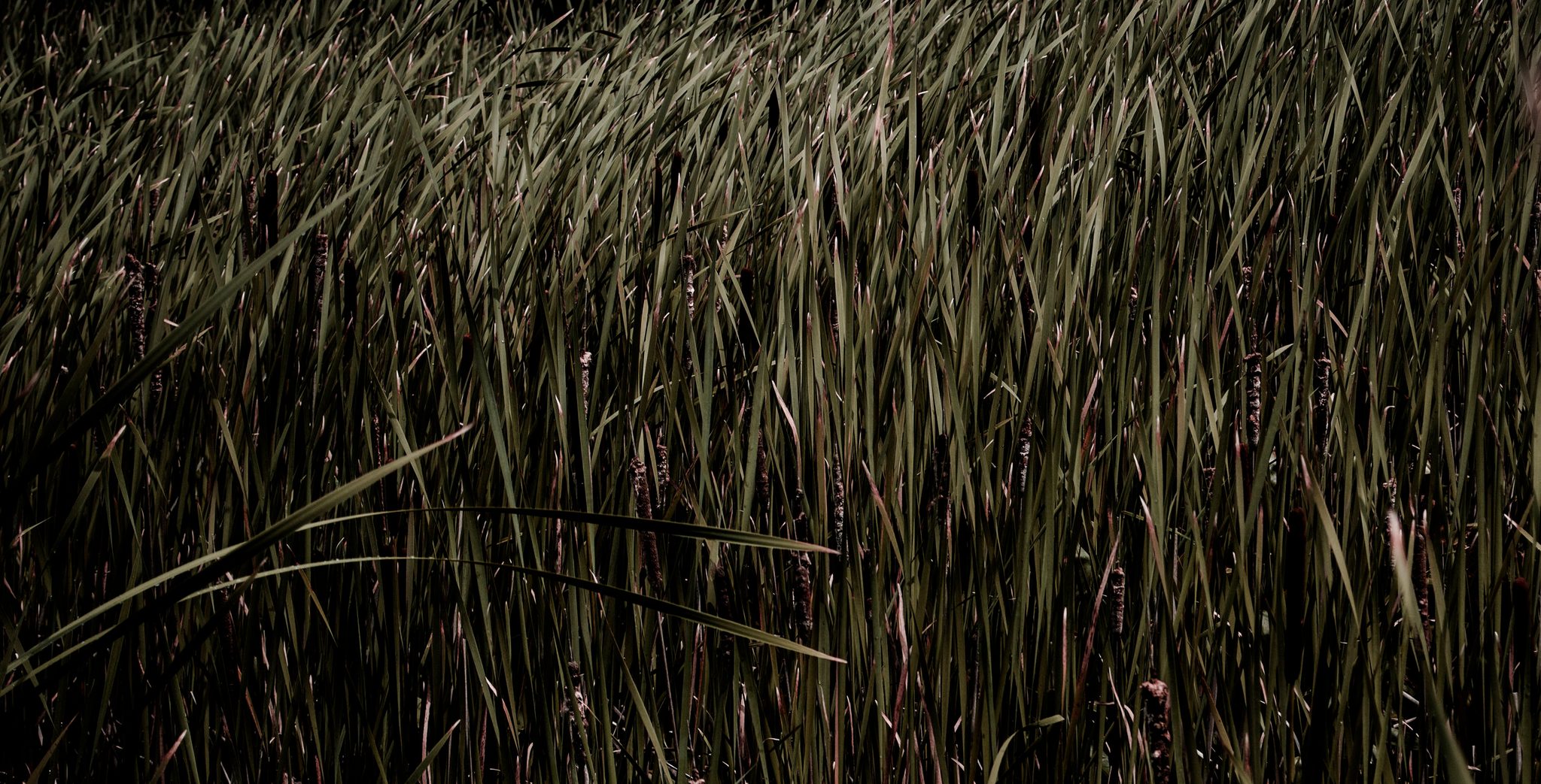 Cattails and marsh grass bend into the dark.