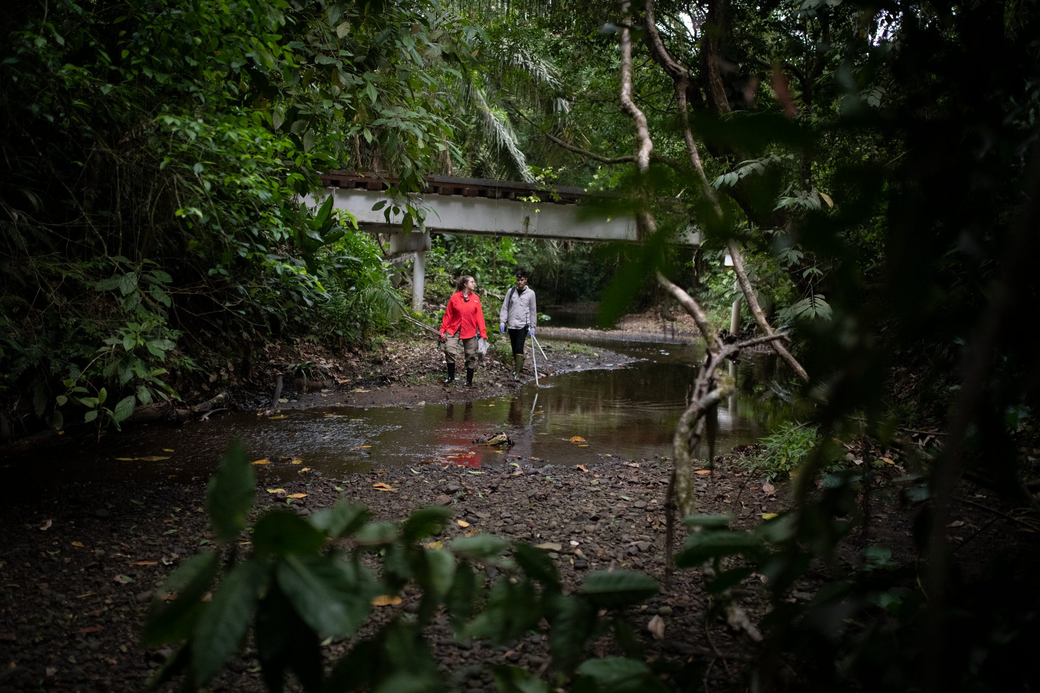 Dusk in the forest stream, the team small beneath the footbridge.